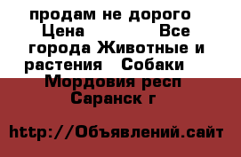 продам не дорого › Цена ­ 10 000 - Все города Животные и растения » Собаки   . Мордовия респ.,Саранск г.